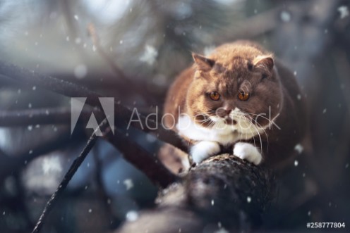 Picture of BKH Kitten Katze auf Baumstamm im Winter bei Schnee